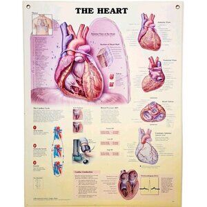 1999 Heart Anatomical Chart Laminated Poster Medical Hospital Diagram Vtg GstRm